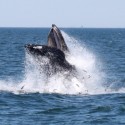 Whale Watching Experience Near New York City